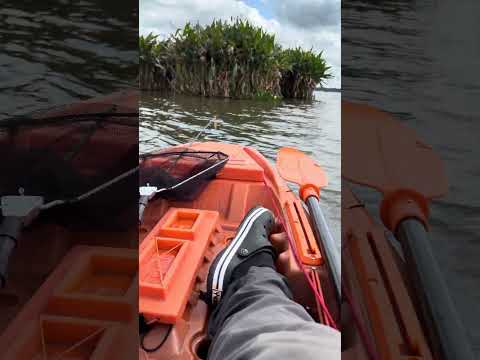 Inajá-pr famosa goiabeira.         #fishing #caiaqueiro #tucunare