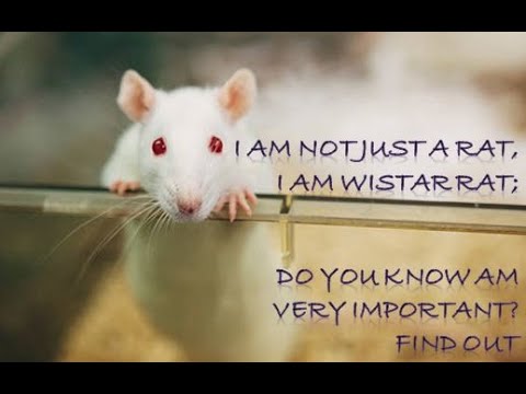 The use of Drisophila & Wistar rat as a research model