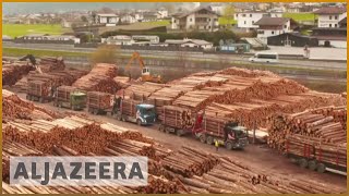 Timber business 