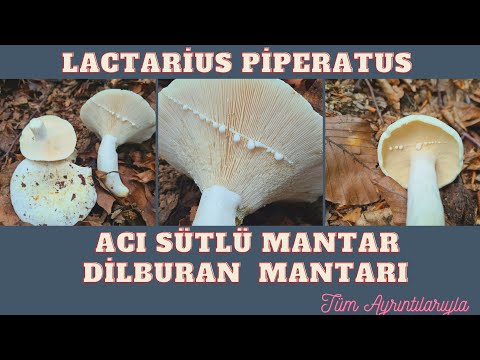 ACI SÜTLÜ MANTAR (Lactarius piperatus) TÜM AYRINTILARIYLA [Tanıtım 18/2021]
