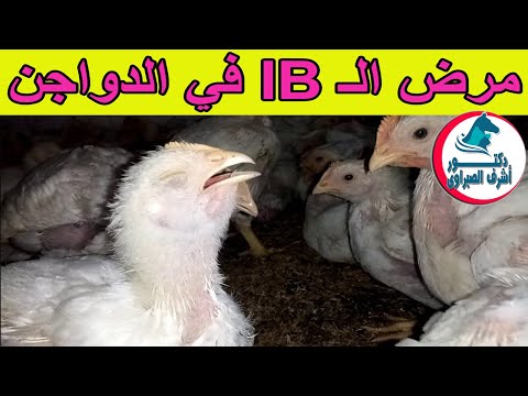 , title : 'تعرف على مرض الـ IB في الدواجن .. أعراضه وطرق الوقاية والعلاج'