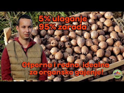Svet voćarstva ep. 29 14.12.2024. Gajenje mušmule, Ilija Stanković, Mali Požarevac