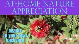 AT-HOME NATURE APPRECIATION | Beauty In Your Own Backyard