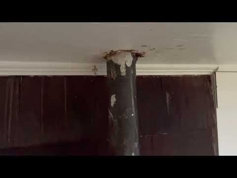 European Hornets Too Close to the Door in Lavallette, NJ