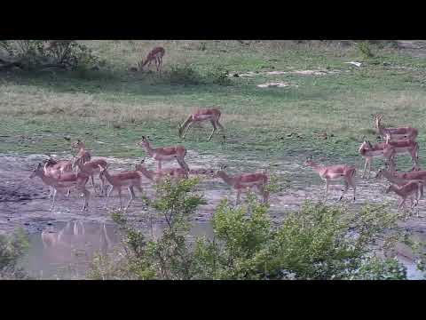 Djuma: Impala herd drinking and grazing - 15:37 - 10/11/2023