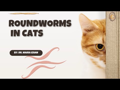 Veterinary Internal Medicine Course | Dogs & Cats Diseases, Diagnosis & Treatment