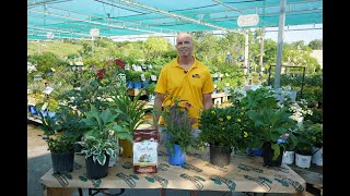 Summer Perennial Care ENGLISH GARDENS