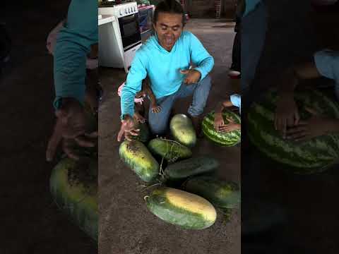 A quentura deixou as melancias cozidas #sitiolagoverde