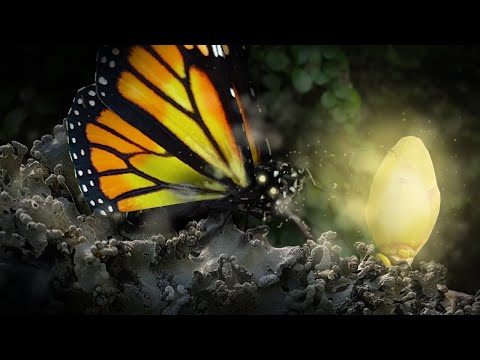 Seedlings youtube-video