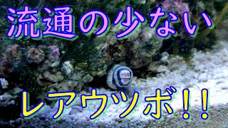 なかなか流通しないレアなウツボ・・・《シマウツボ》をお迎えしました☆彡