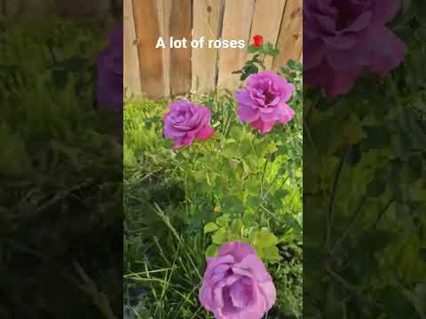 A lot of roses #california #shortvideo #shorts #niceweather #losangeles #sunshine #positivevibes