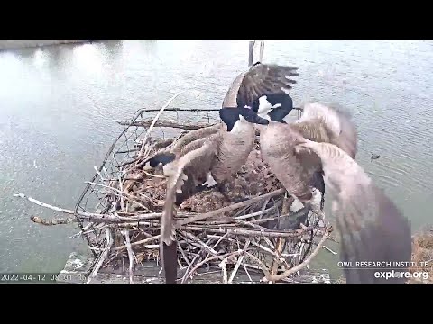 Goose FIGHT! Soap Opera Drama On Our Goose Nest | 3 Mothers, 10 eggs, 1 nest!