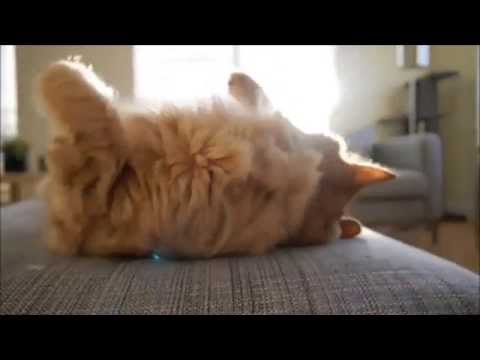 download lagu mp3 mp4 прости меня котик, download lagu прости меня котик gratis, unduh video klip прости меня котик