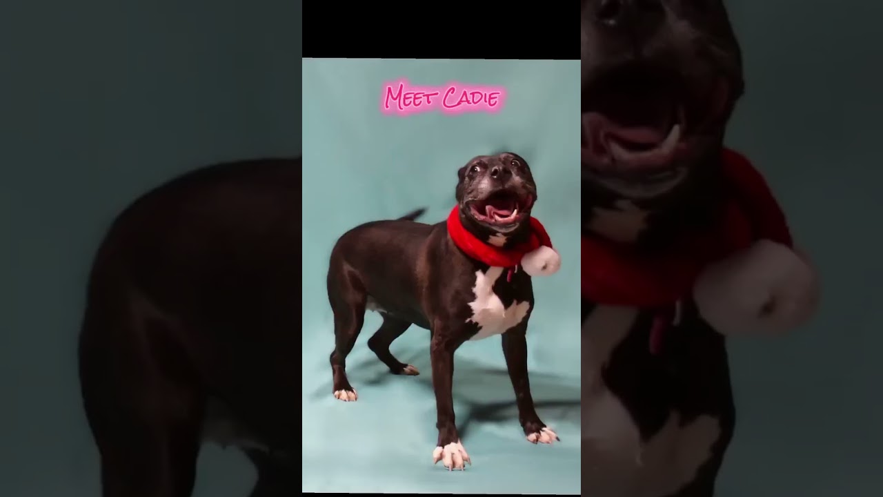 Cadie, a Adoptable mixed breed in Plain City, OH video 3/6