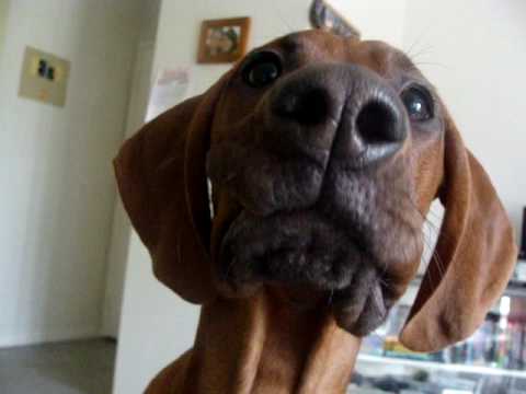 YouTube video preview