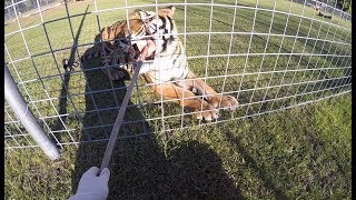 preview picture of video 'Feeding HOOVER Tiger!!'