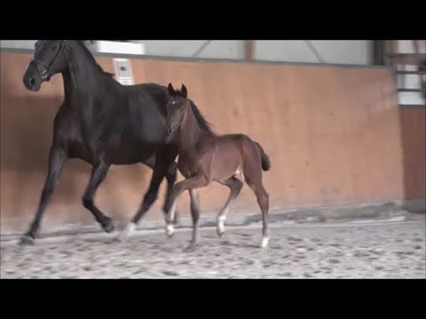 *2022 Hengst von Bellany - Grey Flanell