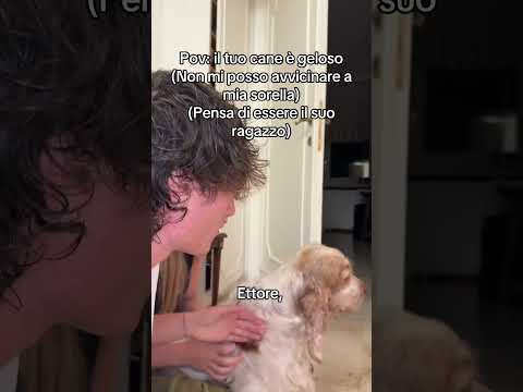 pov il tuo cane è geloso #perte #neiperte #divertente #seltsam #cane