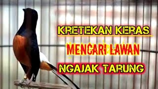 Download lagu Kretekan Keras Murai Fighter Memancing Emosi Lawan 🔥@dirutkicau mp3 Download lagu Kretekan Keras Murai Fighter Memancing Emosi Lawan 🔥@dirutkicau mp3