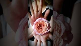 Download lagu Miyabi Japanese Rose #flower #jisoo #blackpink #rose #gardenlove mp3