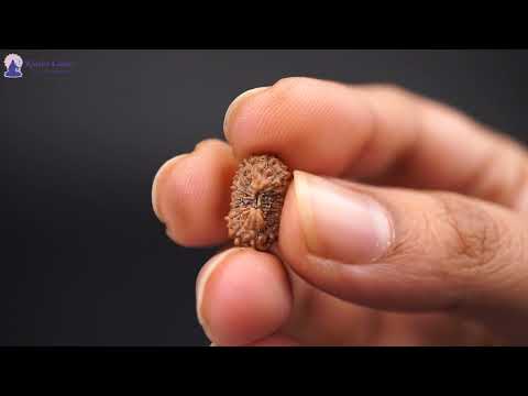 Rudraksha Product Image