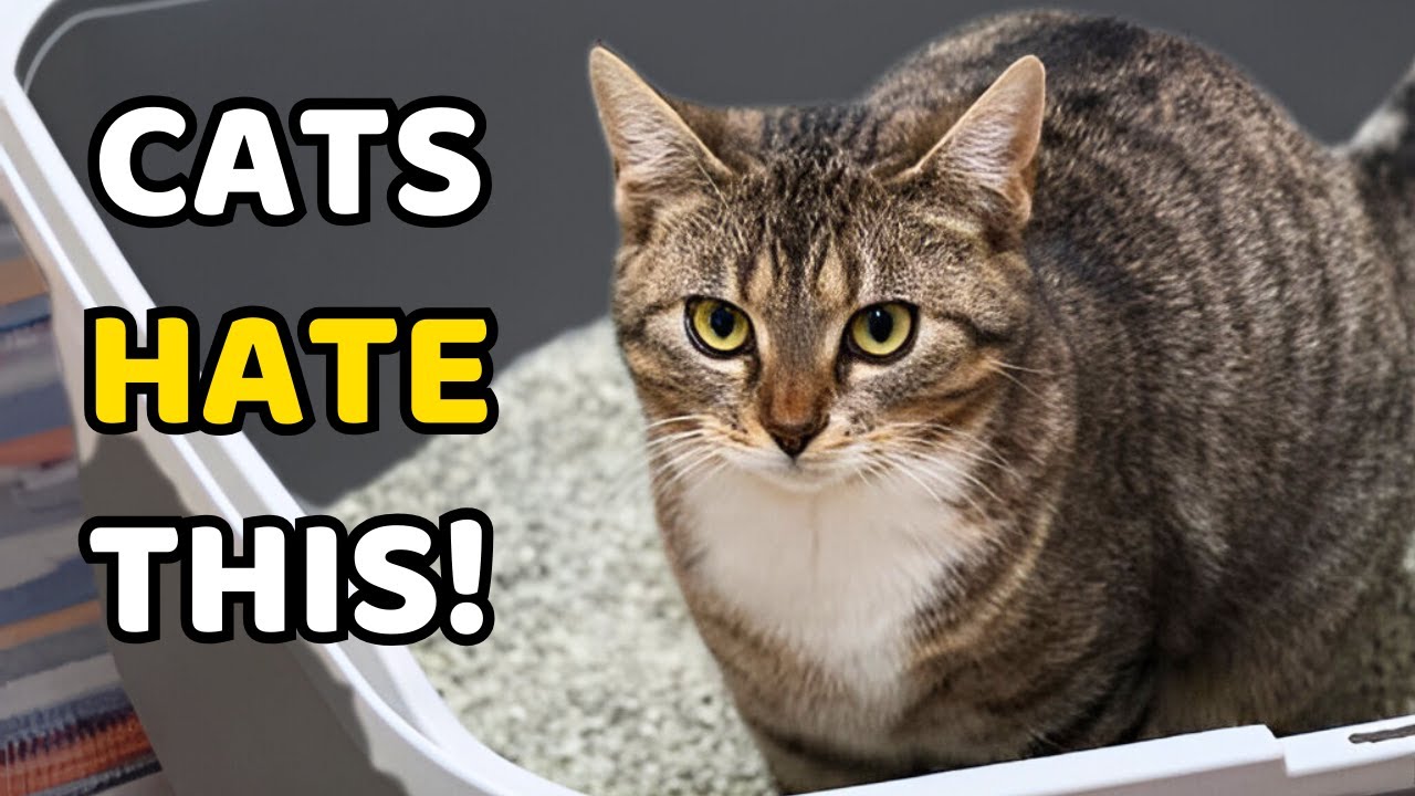 STOP Doing This to Your Cat’s Litter Box!