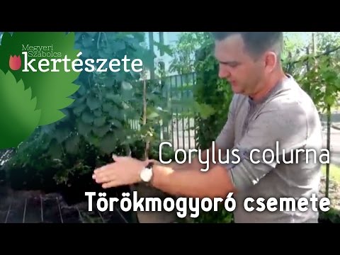 Törökmogyoró csemete eladó - Corylus colurna - Online díszfa rendelés