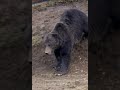 Grizzly Attack. Playing dead could get you killed.