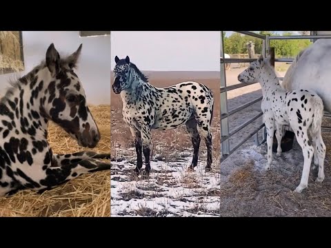 , title : 'Incredible APPALOOSA Horses and Foals Compilation pt 7'