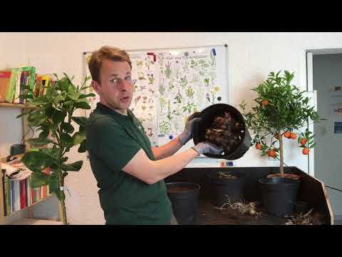 Indisches Blumenrohr (Canna indica) nach dem Überwintern - Glasnudeln - gartenschlau.com