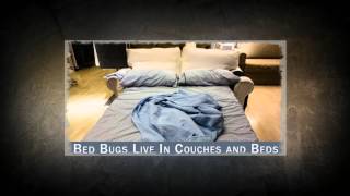 preview picture of video 'Pest Control Newman CA 95360 209-456-5665 Ant Spider Wasp Control'