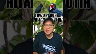 Download lagu BEDA BURUNG TUWU PARUH HITAM DAN PUTIH, si burung hutan termahal no. 3 di Jawa mp3