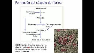 Hemostasis y coagulación - Biología Celular y Tisular