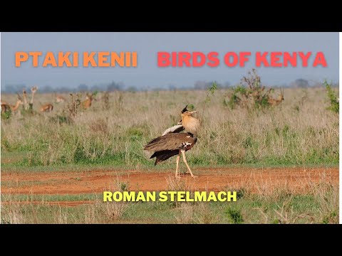 Birds of Kenya
