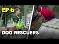 Dog Rescuers: Caught on Camera and Served Justice | Full Documentary