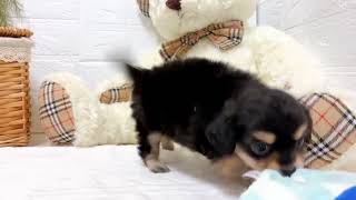 ハーフ犬の動画02