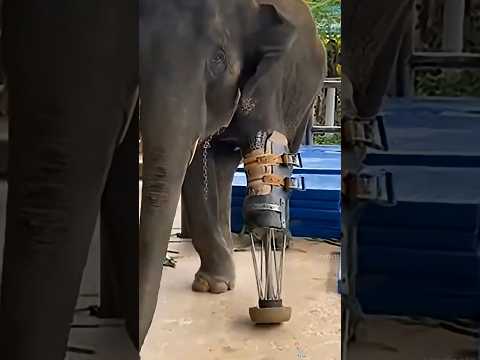 A Man Built a New Leg for His Elephant… What Happened Next Will Melt Your Heart 🐘❤️