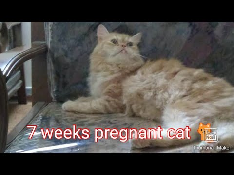 #pregnantcat #7weekspregnantcat #punchfacecat 7weeks pregnant cat 🐈