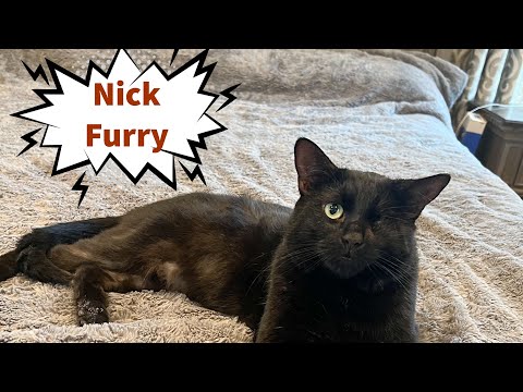 Nick Furry, an adoptable Domestic Short Hair & Bombay Mix in Port Chester, NY_image-1