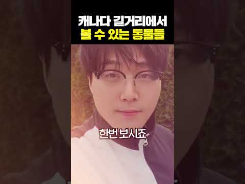 캐나다 길거리에는 고양이가 없습니다