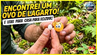 OVO DE LAGARTO ENCONTREI NO SITIO E LEVEI PARA CASA - você não vai acreditar