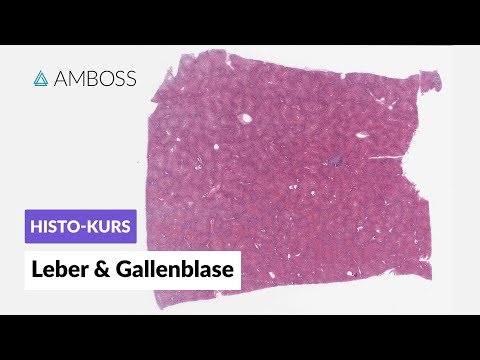 Histologie Leber und Gallenblase - Mikroskopische Anatomie - AMBOSS Video