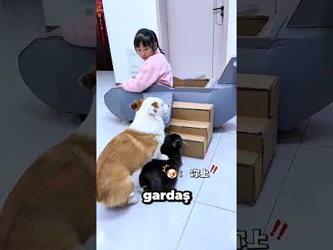 🐱✈️ Kedi Uçağı Ele Geçirdi! Fiko Gelmeden Kaçtık 😂