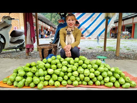 Harvest 60kg of chayote, giant, bring to the market to sell | Ly Thi Dao