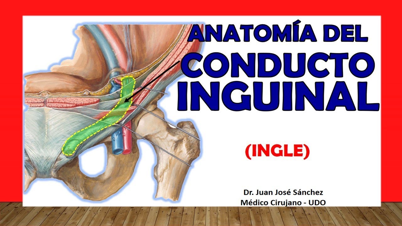 🥇 Anatomy of the INGUINAL DUCT. (Groin). Easy and Simple