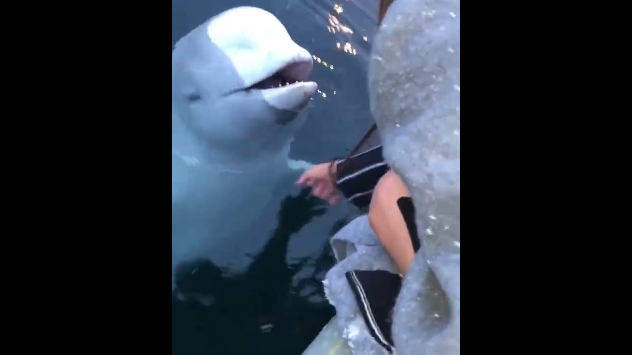 イルカさん、海に落としたスマホを届けてくれるｗ