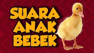 Download lagu Suara Anak Bebek (Baby Ducklings Sound) mp3 Download lagu Suara Anak Bebek (Baby Ducklings Sound) mp3