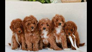 Video preview image #1 Cavapoo (Miniature) Puppy For Sale in NEWMANSTOWN, PA, USA