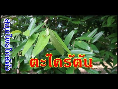 เงินทุนการรักษาความอ่อนแอ ทิงเจอร์แรงลูกจันทน์เทศ