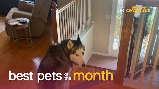 Best Pets of the Month (July 2021)